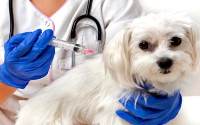 Cómo y Cuando Vacunar a su Mascota